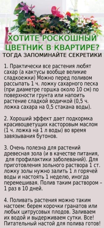 Хотите роскошный цветник в квартире? Тогда запоминайте секретики.