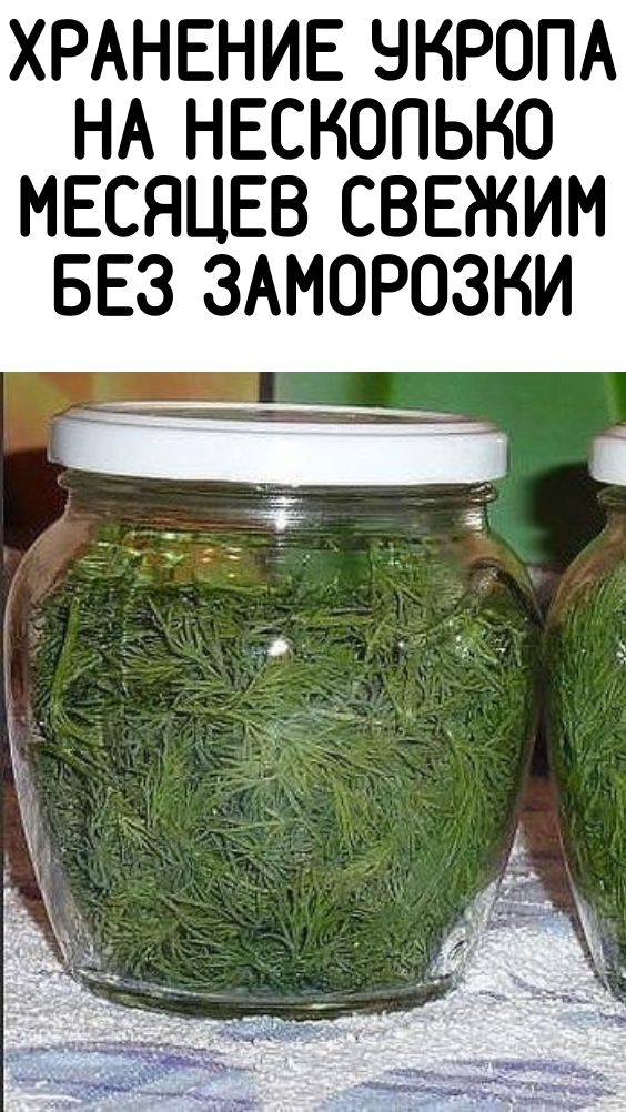 Хранение Укропа на несколько месяцев свежим БЕЗ заморозки!
