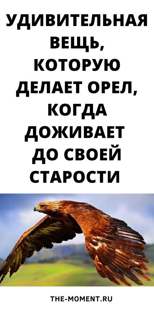 Когда орел доживает до старости, он делает удивительную вещь