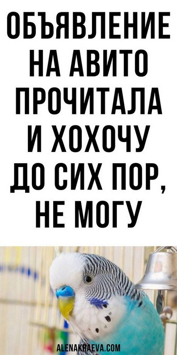 Объявление на Авито. Прочитал хохочу до сих пор, не могу))