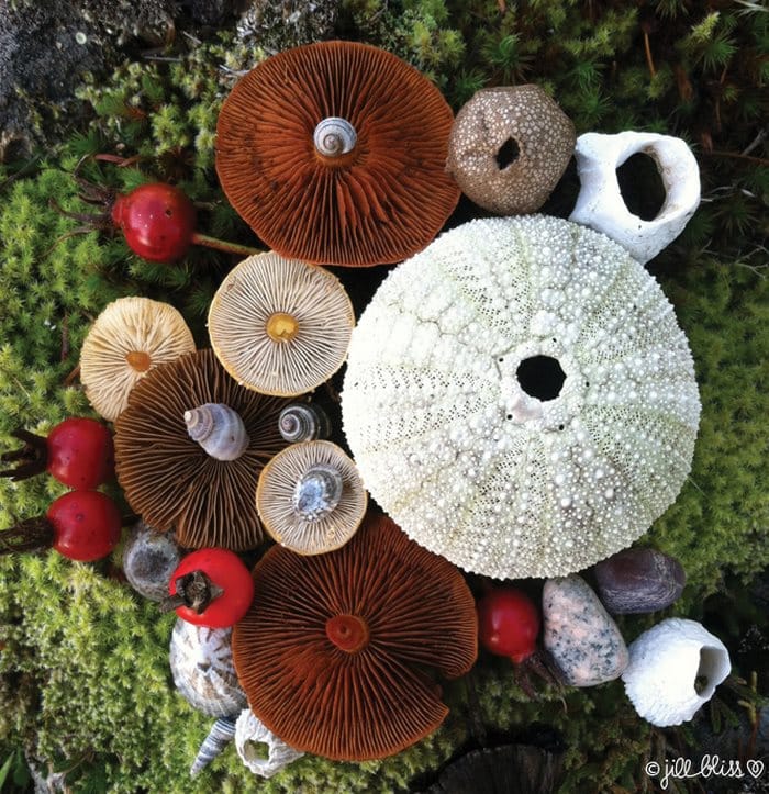 mushrooms-nature-jill-bliss