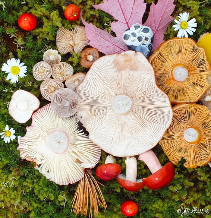 mushrooms_beautiful