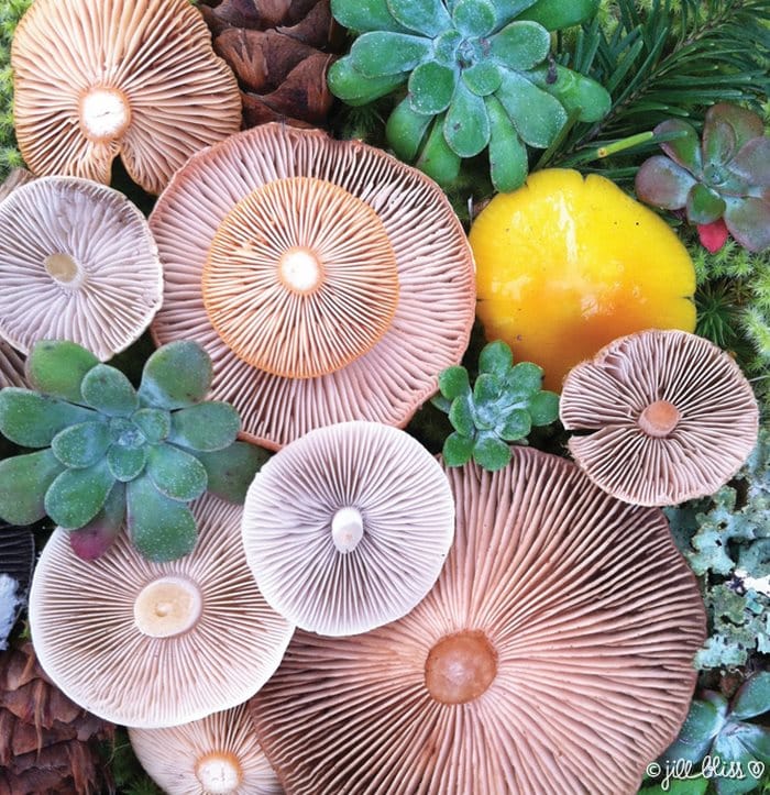 mushrooms_colors